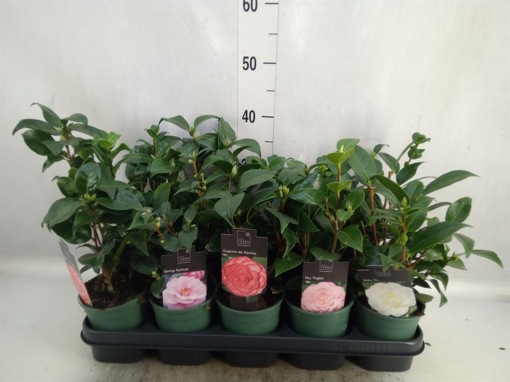 Горшечные цветы и растения оптом Camellia Japonica от 10шт из Голландии с доставкой по России