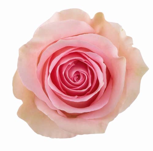 Розы оптом LUCIANO из Эквадора с доставкой по России