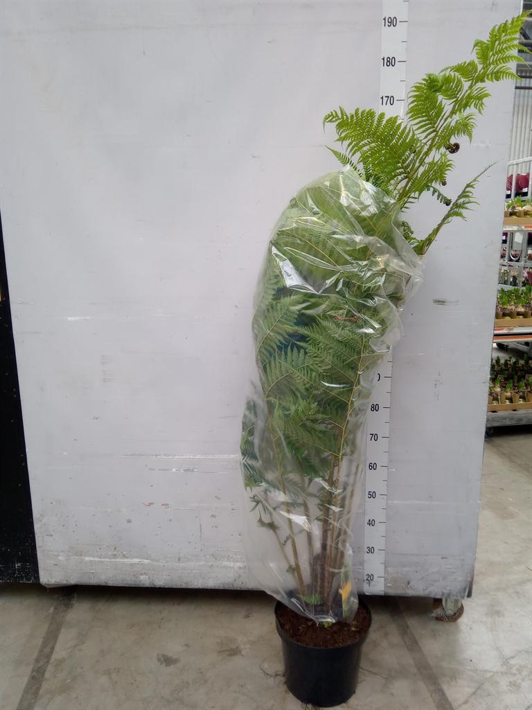 Горшечные цветы и растения оптом Cyathea Cooperi от 1шт из Голландии с доставкой по России