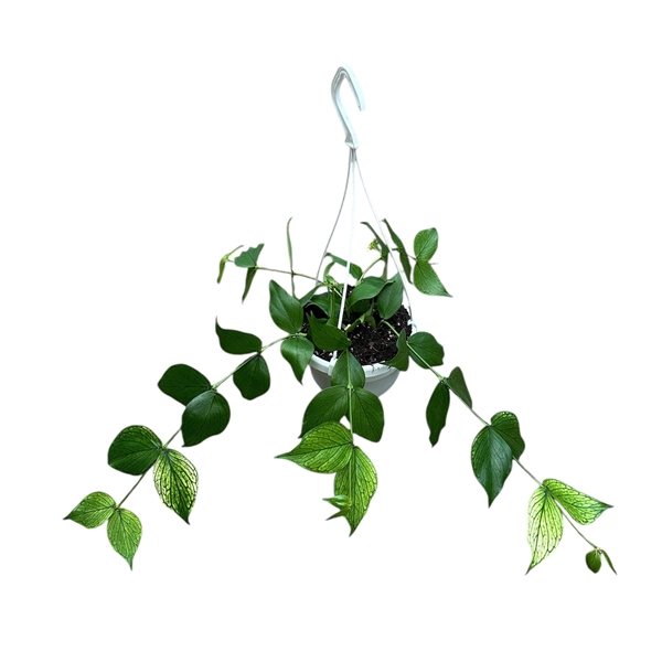 Горшечные цветы и растения оптом Hoya Polyneura от 1шт из Голландии с доставкой по России