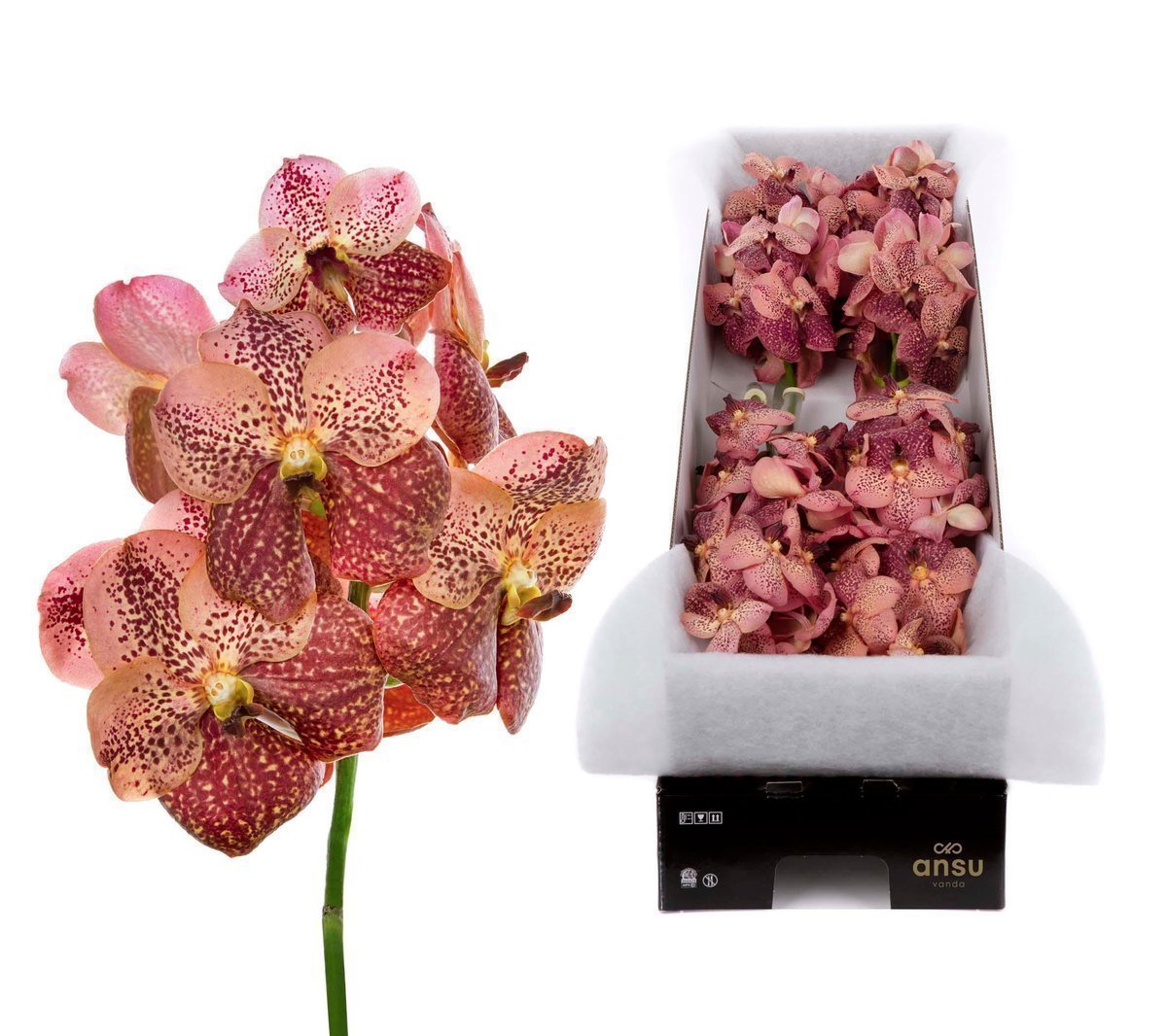Срезанные цветы оптом Vanda sunanda leopard coral per stem от 8шт из Голландии с доставкой по России
