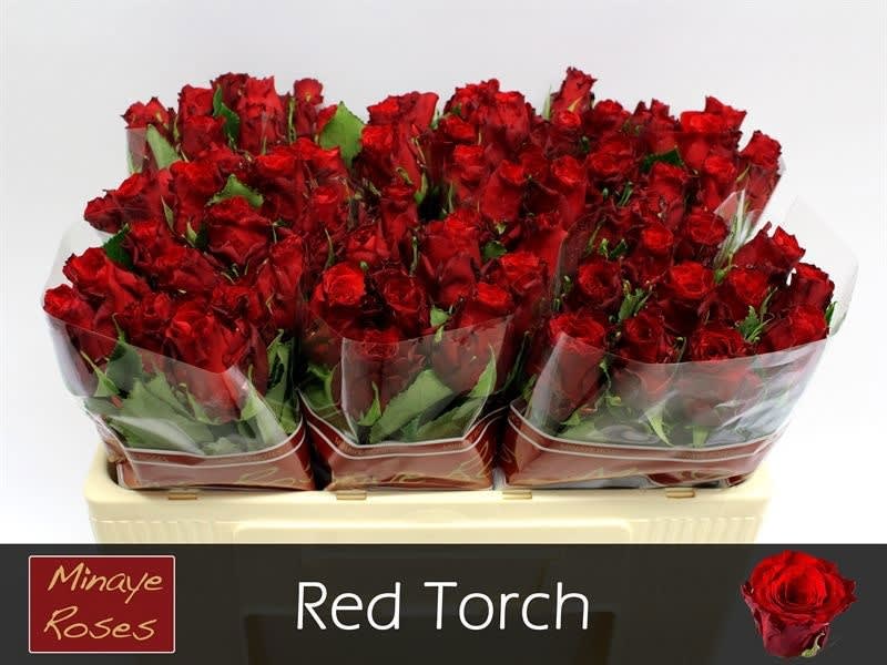 Срезанные цветы оптом Rosa large red torch от 80шт из Голландии с доставкой по России