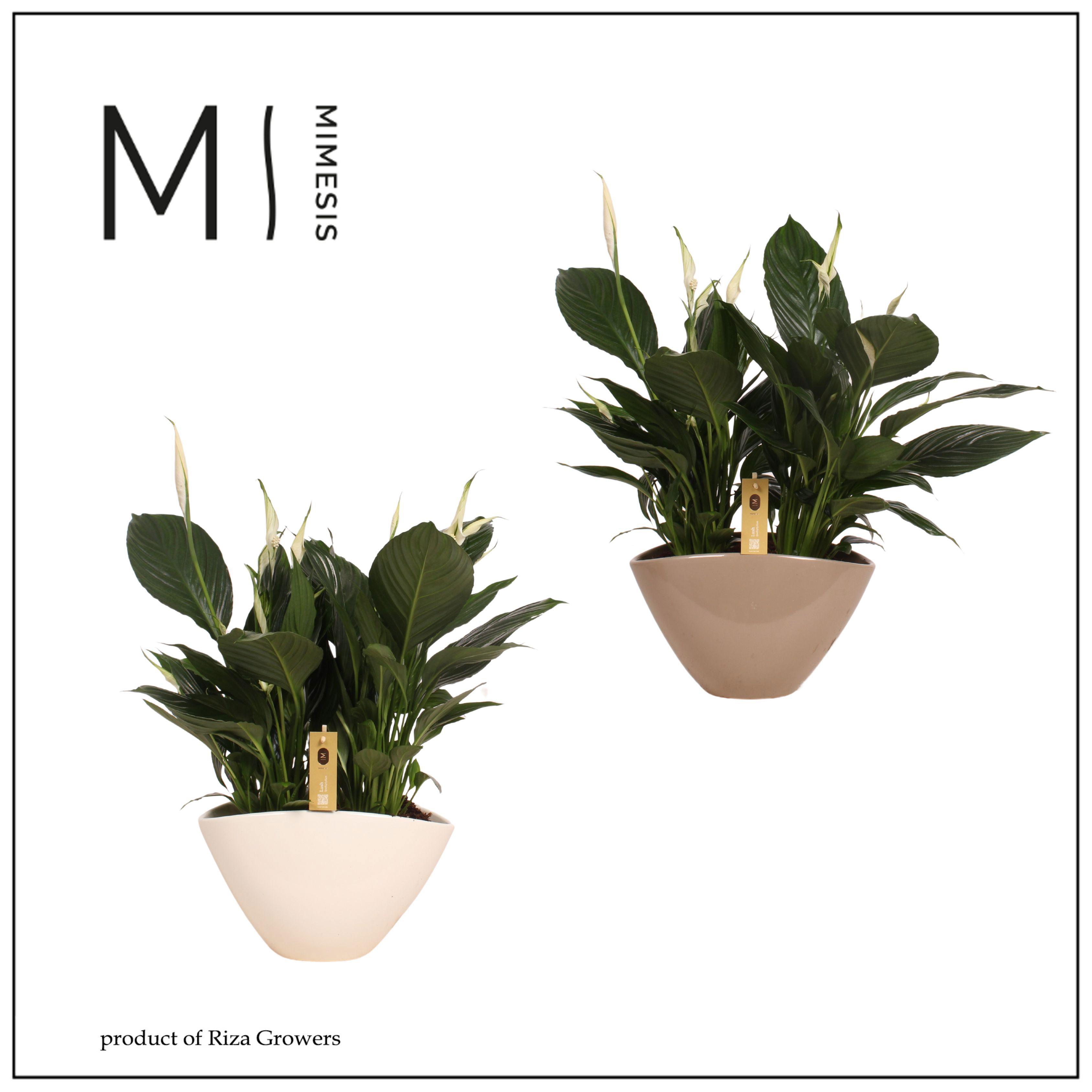 Горшечные цветы и растения оптом Spath Pico Cupido от 3шт из Голландии с доставкой по России