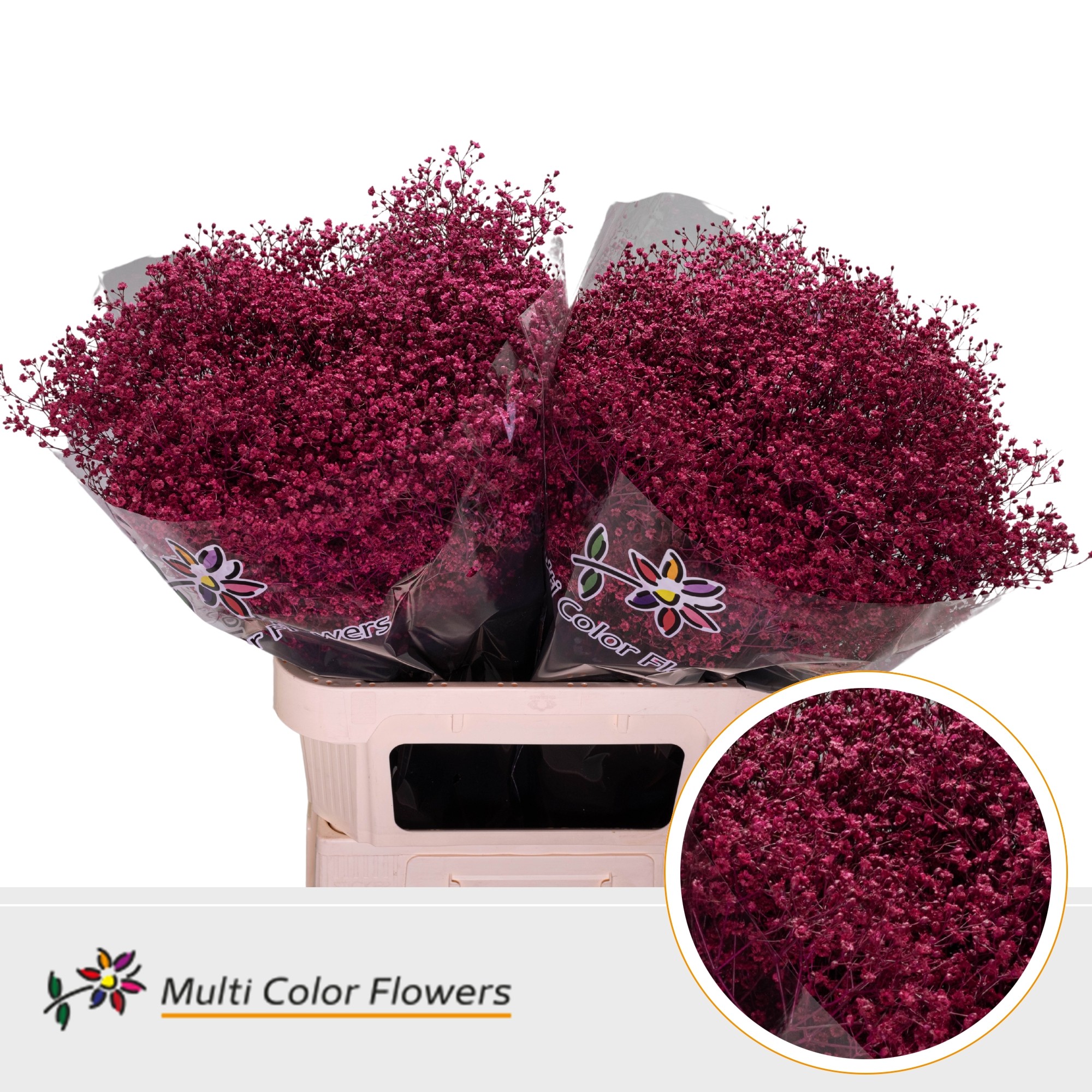 Срезанные цветы оптом Gyps fine paint cerise A от 50шт из Голландии с доставкой по России