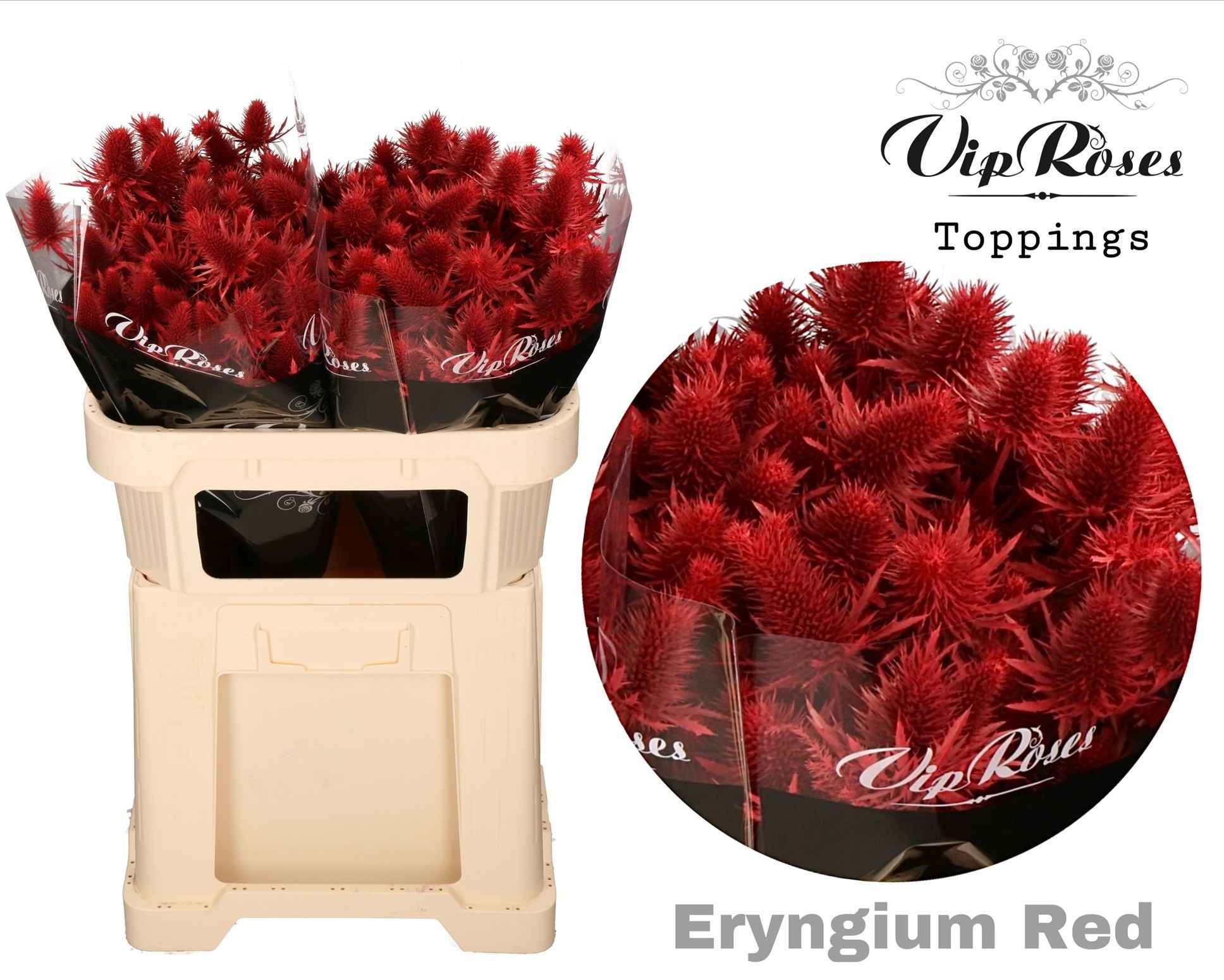 Срезанные цветы оптом Eryngium supernova paint red от 20шт из Голландии с доставкой по России