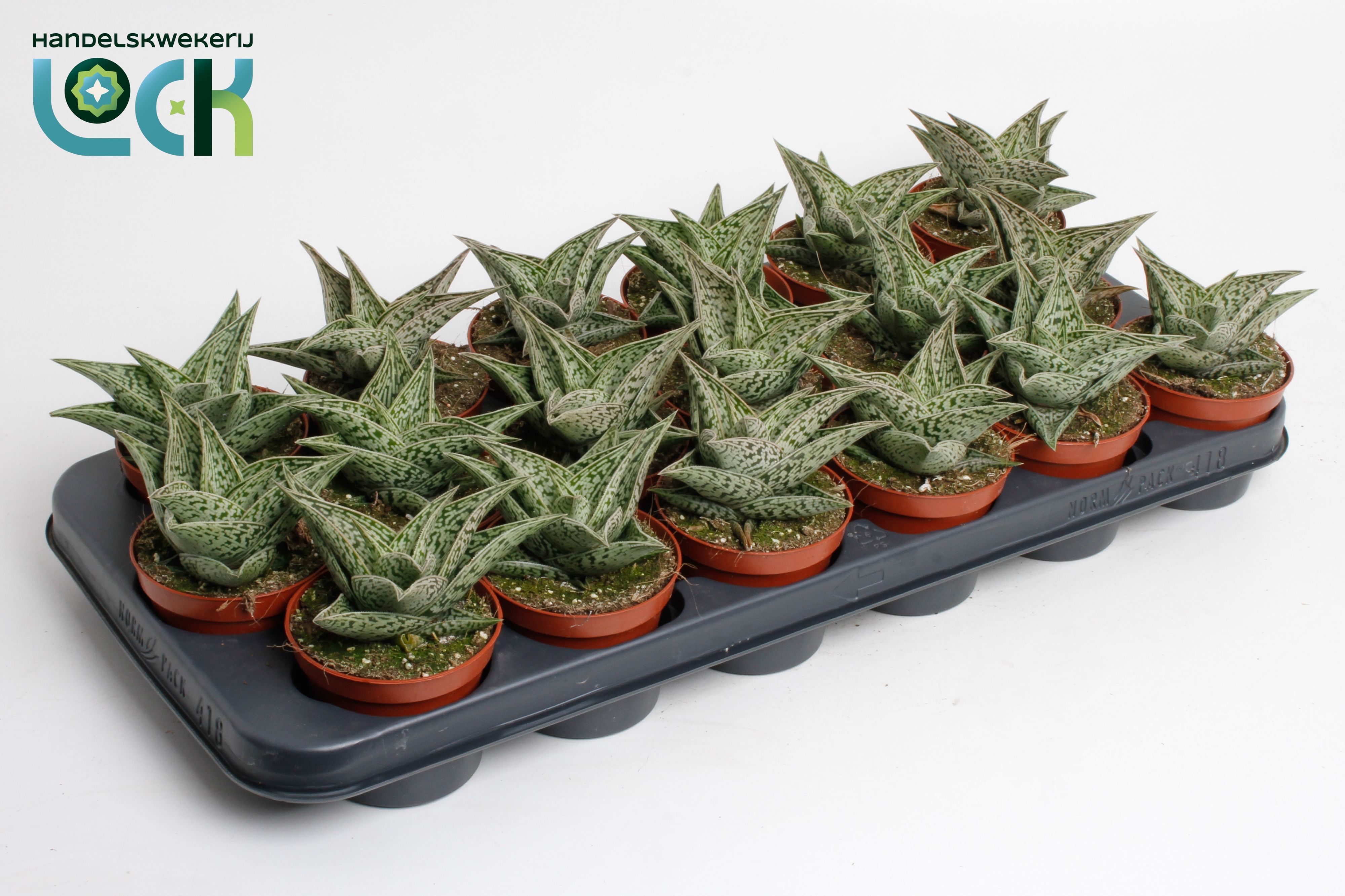 Горшечные цветы и растения оптом Aloe Tribal от 12шт (для телеги) из Голландии с доставкой по России