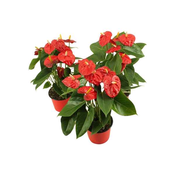 Горшечные цветы и растения оптом Anth An Mauii Red 4+ от 8шт из Голландии с доставкой по России