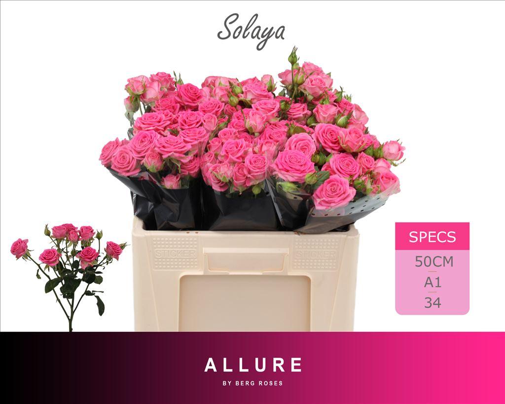 Срезанные цветы оптом Rosa spray solaya от 40шт из Голландии с доставкой по России