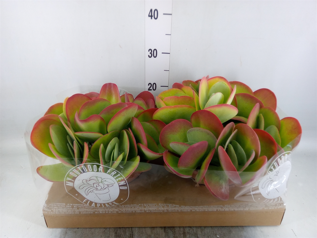 Горшечные цветы и растения оптом Kalanchoe Nf Thyrsiflora от 2шт из Голландии с доставкой по России