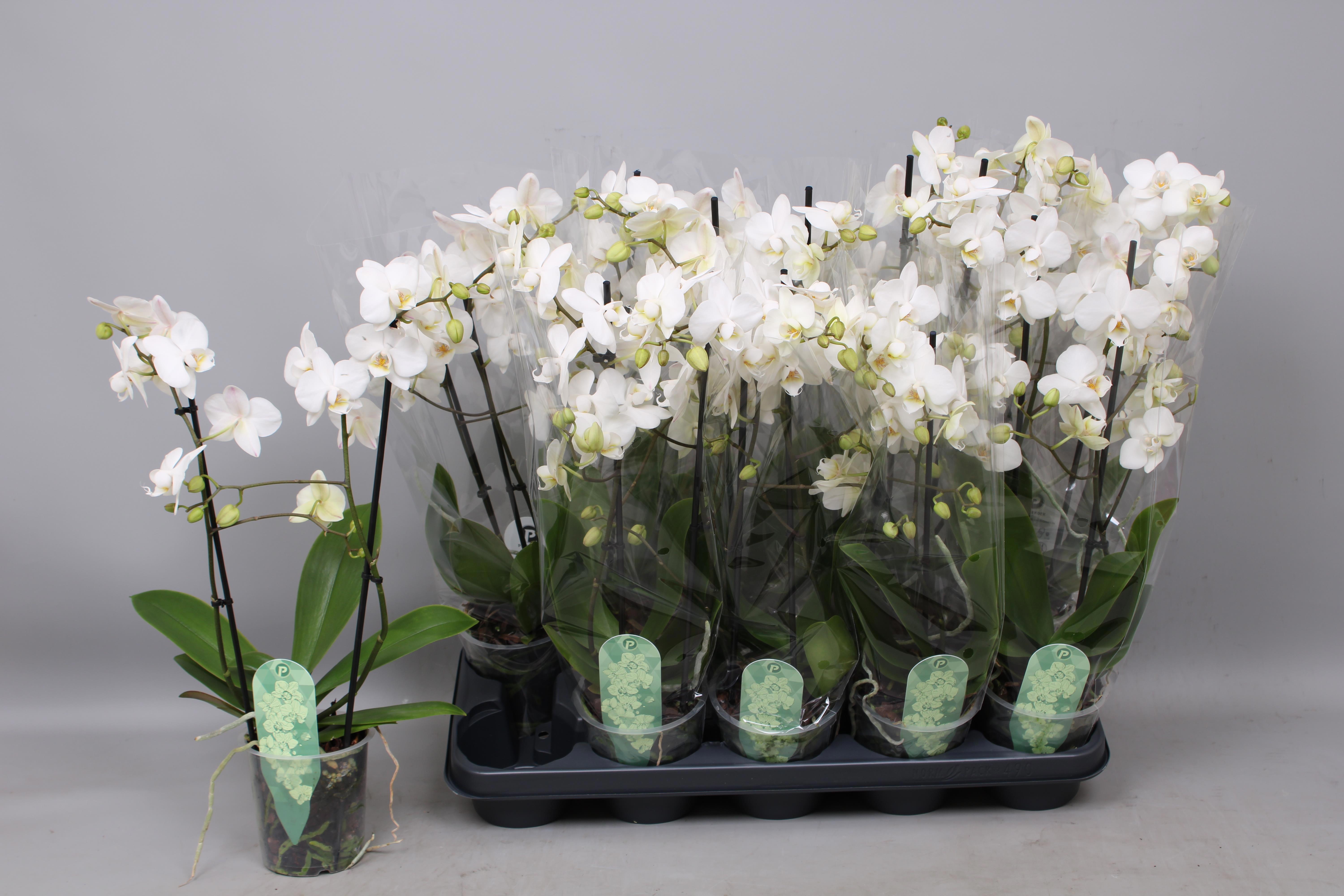 Горшечные цветы и растения оптом Phal Mf An Venice от 10шт из Голландии с доставкой по России