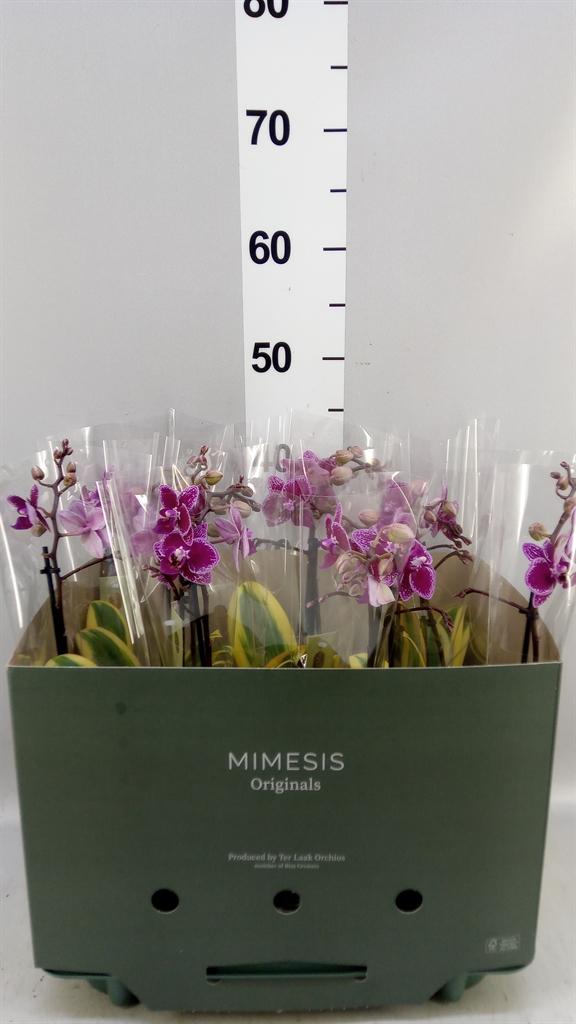 Горшечные цветы и растения оптом Phalaenopsis Multi. magic Leaf от 6шт из Голландии с доставкой по России