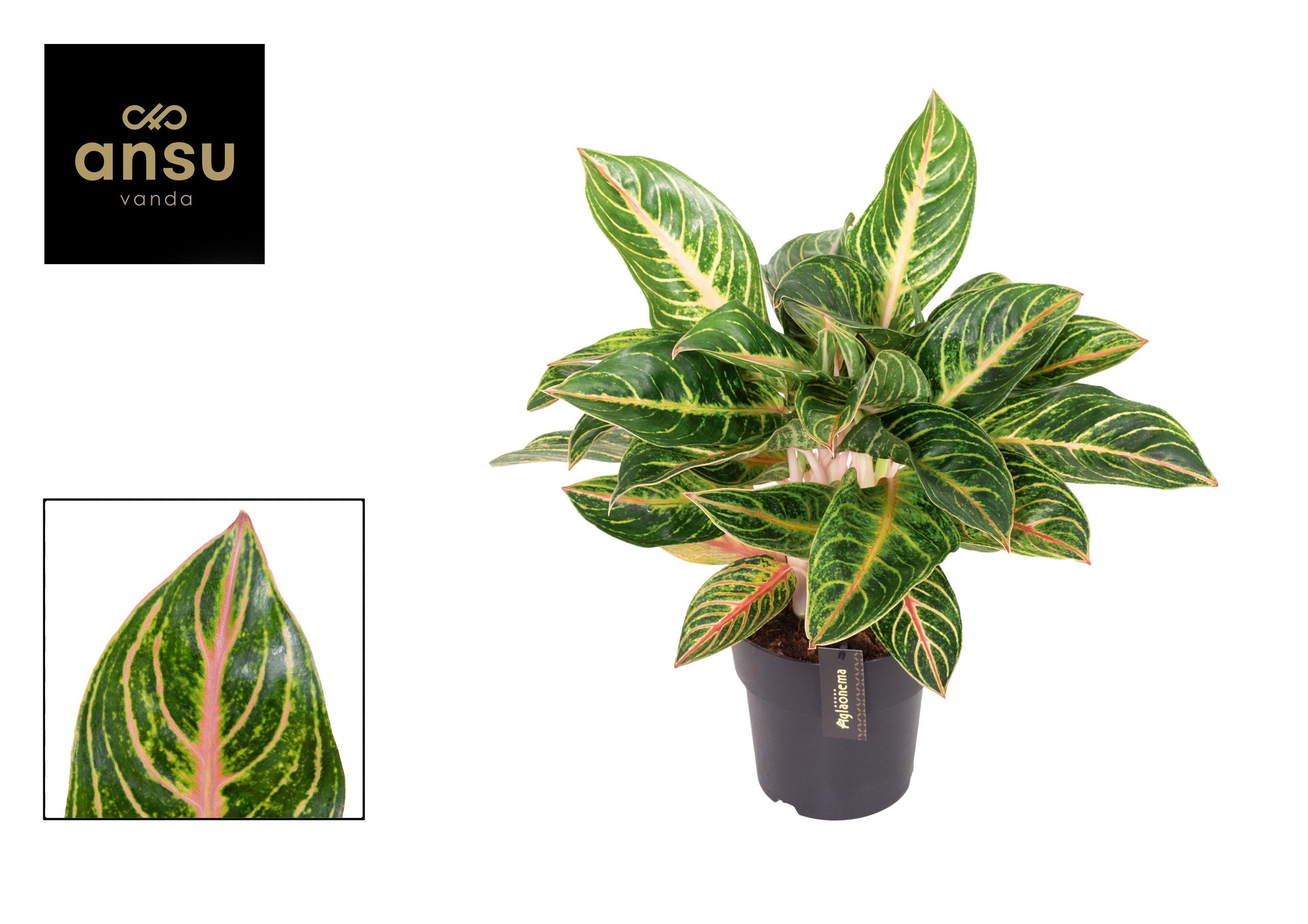 Горшечные цветы и растения оптом Aglaonema Red Okapi от 3шт из Голландии с доставкой по России