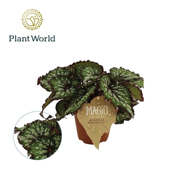Горшечные цветы и растения оптом Begonia Rex Bostella от 8шт (для телеги) из Голландии с доставкой по России