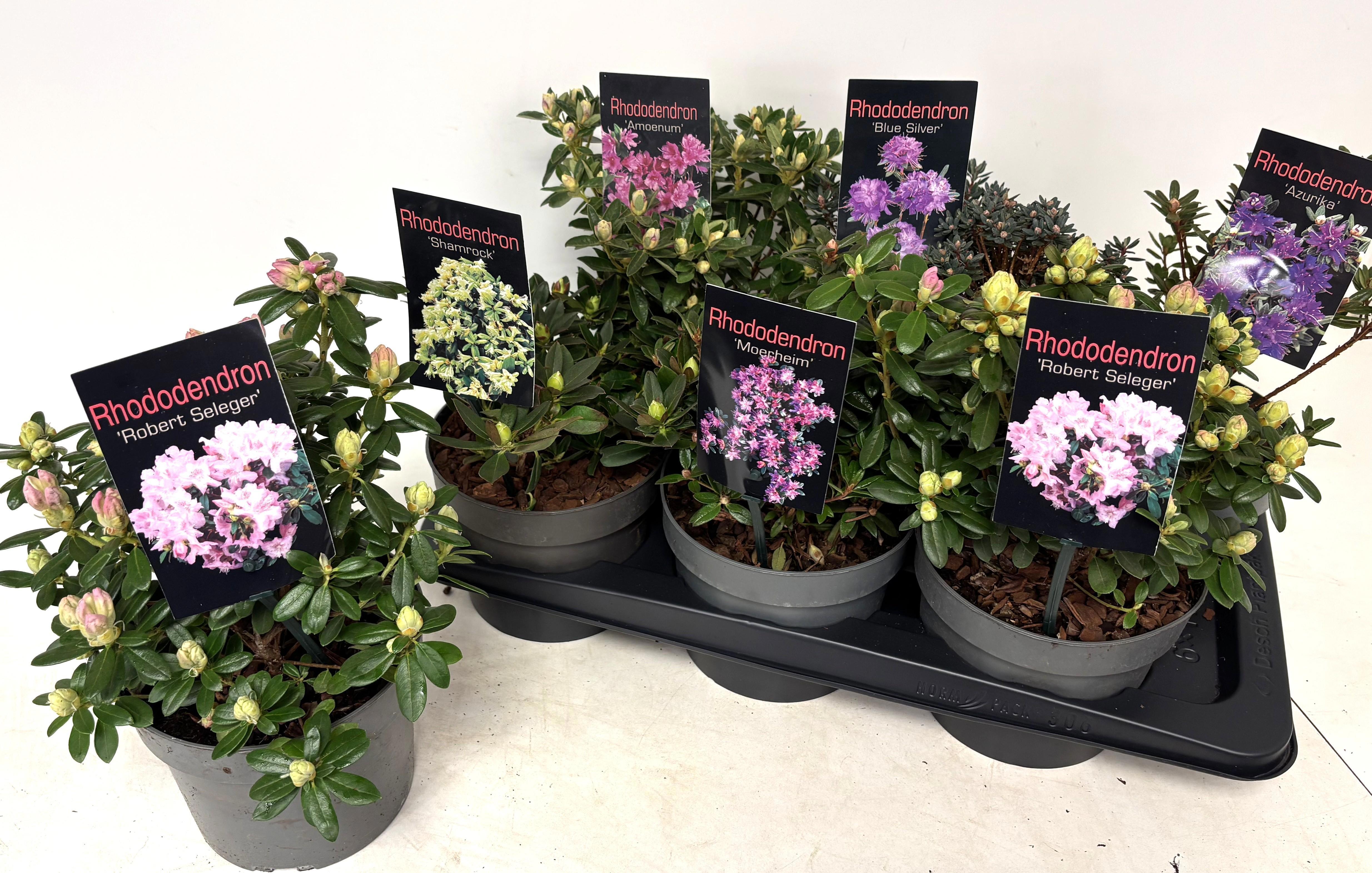 Горшечные цветы и растения оптом Rhod Gem от 6шт из Голландии с доставкой по России