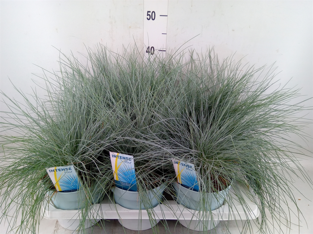Горшечные цветы и растения оптом Festuca Glauca Intense Blue от 6шт из Голландии с доставкой по России