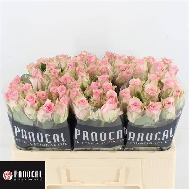 Срезанные цветы оптом Rosa large sudoku от 60шт из Голландии с доставкой по России