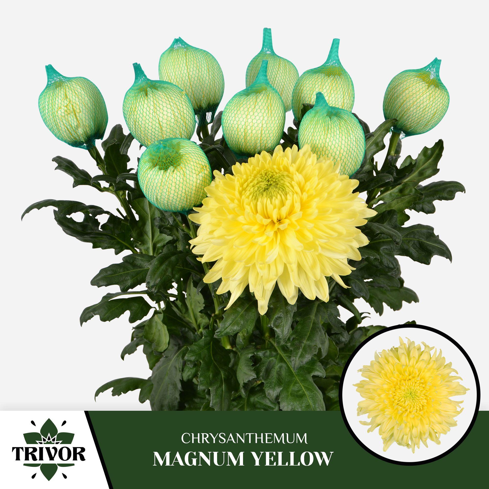 Срезанные цветы оптом Chrys bl magnum yellow от 60шт из Голландии с доставкой по России Срезанные цветы оптом Chrys bl magnum yellow от 60шт из Голландии с доставкой по России