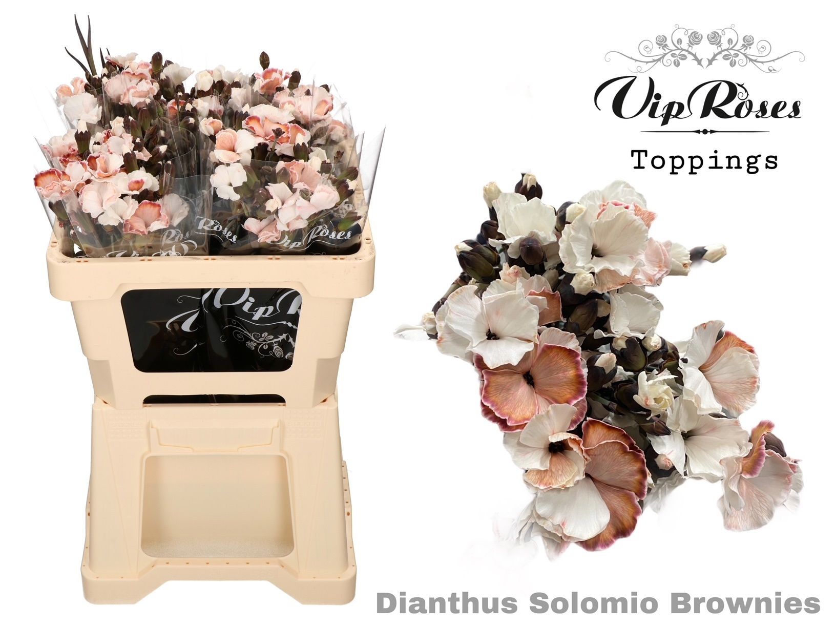 Срезанные цветы оптом Dianthus sp paint solomio brownies от 60шт из Голландии с доставкой по России