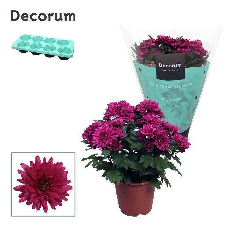 Горшечные цветы и растения оптом Chrys Grandezza Purple (decorum) от 8шт из Голландии с доставкой по России