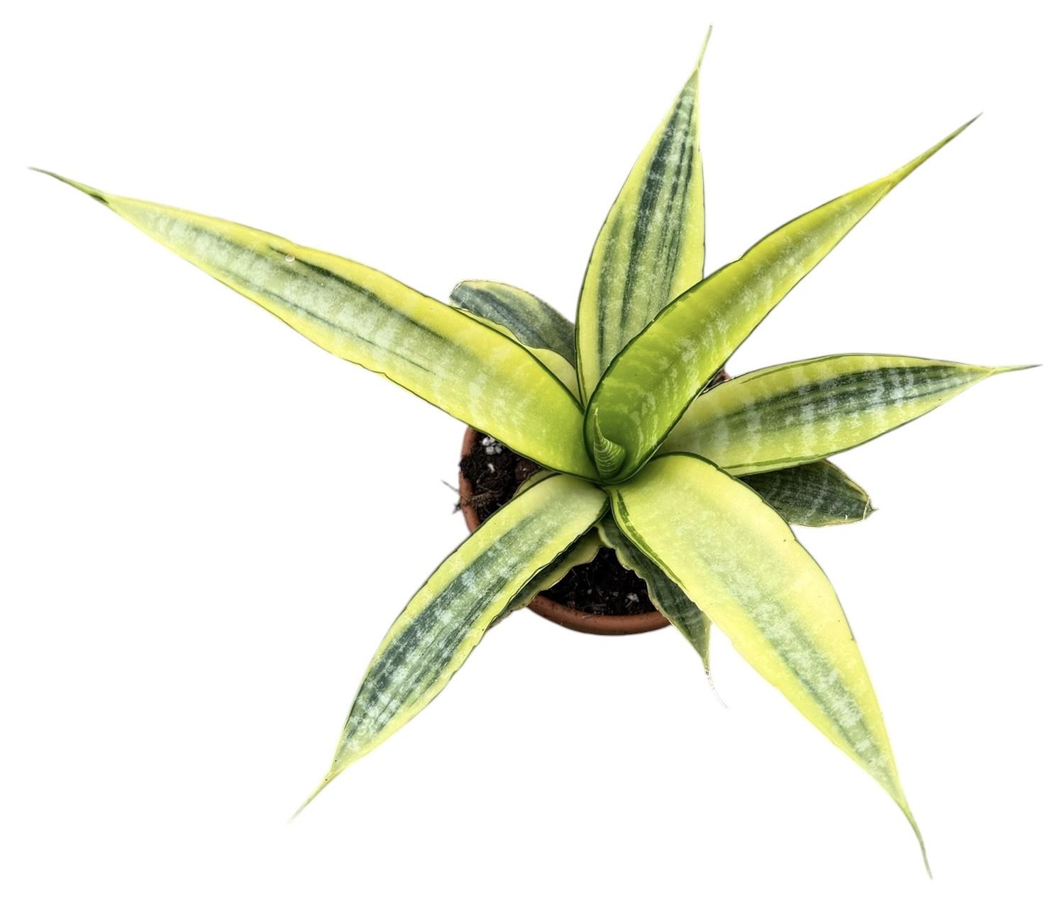 Горшечные цветы и растения оптом Sansevieria Gabriella Aurea от 1шт (для телеги) из Голландии с доставкой по России