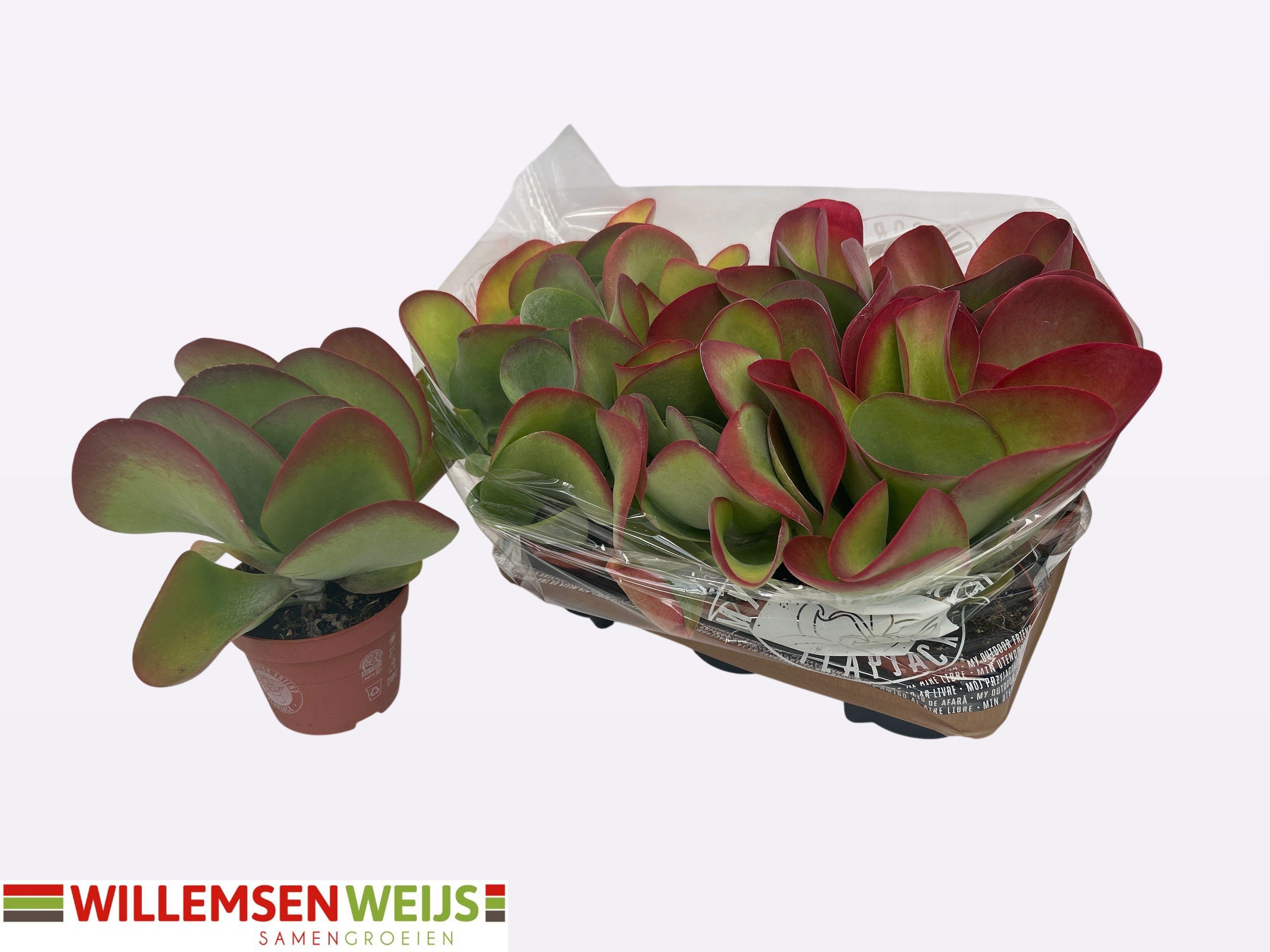 Горшечные цветы и растения оптом Kalanchoe Thyrsifl от 6шт из Голландии с доставкой по России