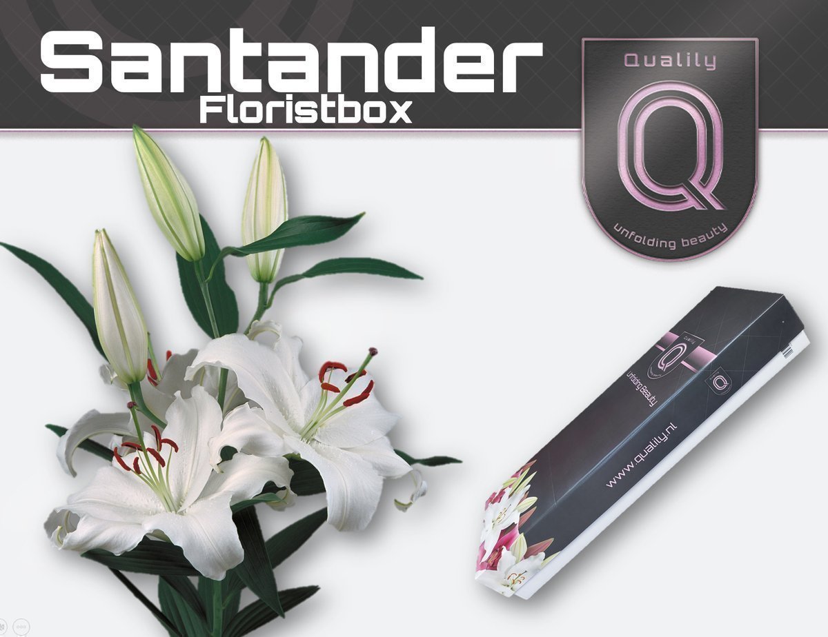 Срезанные цветы оптом Lilium or santander от 100шт. из Голландии с доставкой по России