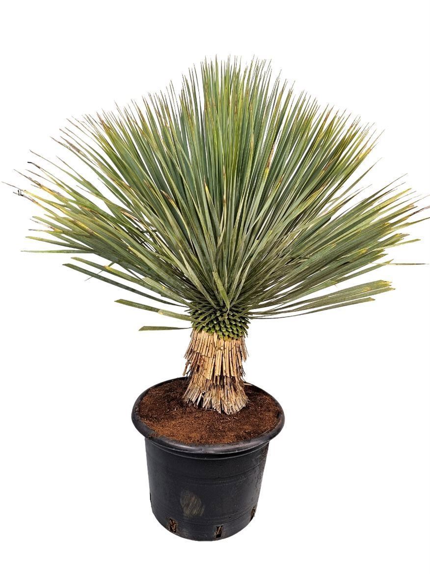 Горшечные цветы и растения оптом Yucca Rostrata от 1шт из Голландии с доставкой по России