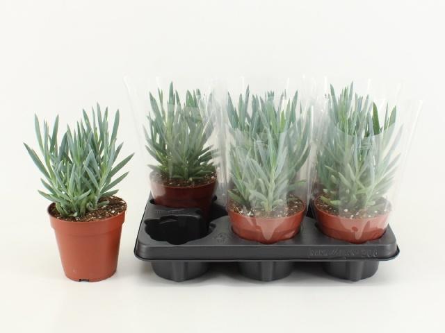 Горшечные цветы и растения оптом Curio Fic Mt Everest от 6шт из Голландии с доставкой по России