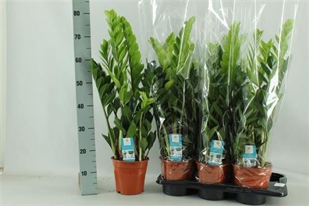 Горшечные цветы и растения оптом Zamioculcas 5+ от 6шт из Голландии с доставкой по России