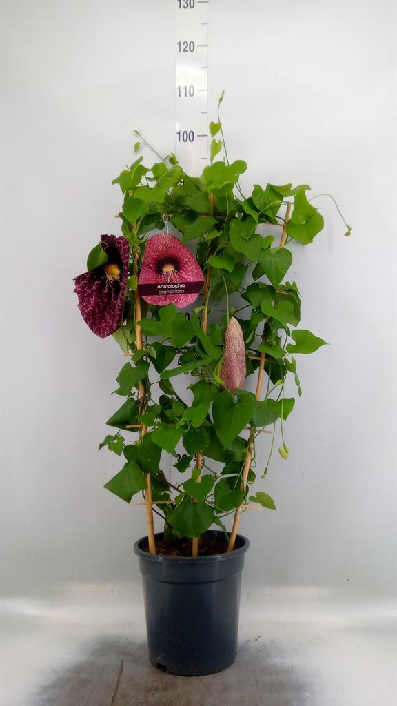 Горшечные цветы и растения оптом Aristolochia Macrophylla от 1шт из Голландии с доставкой по России
