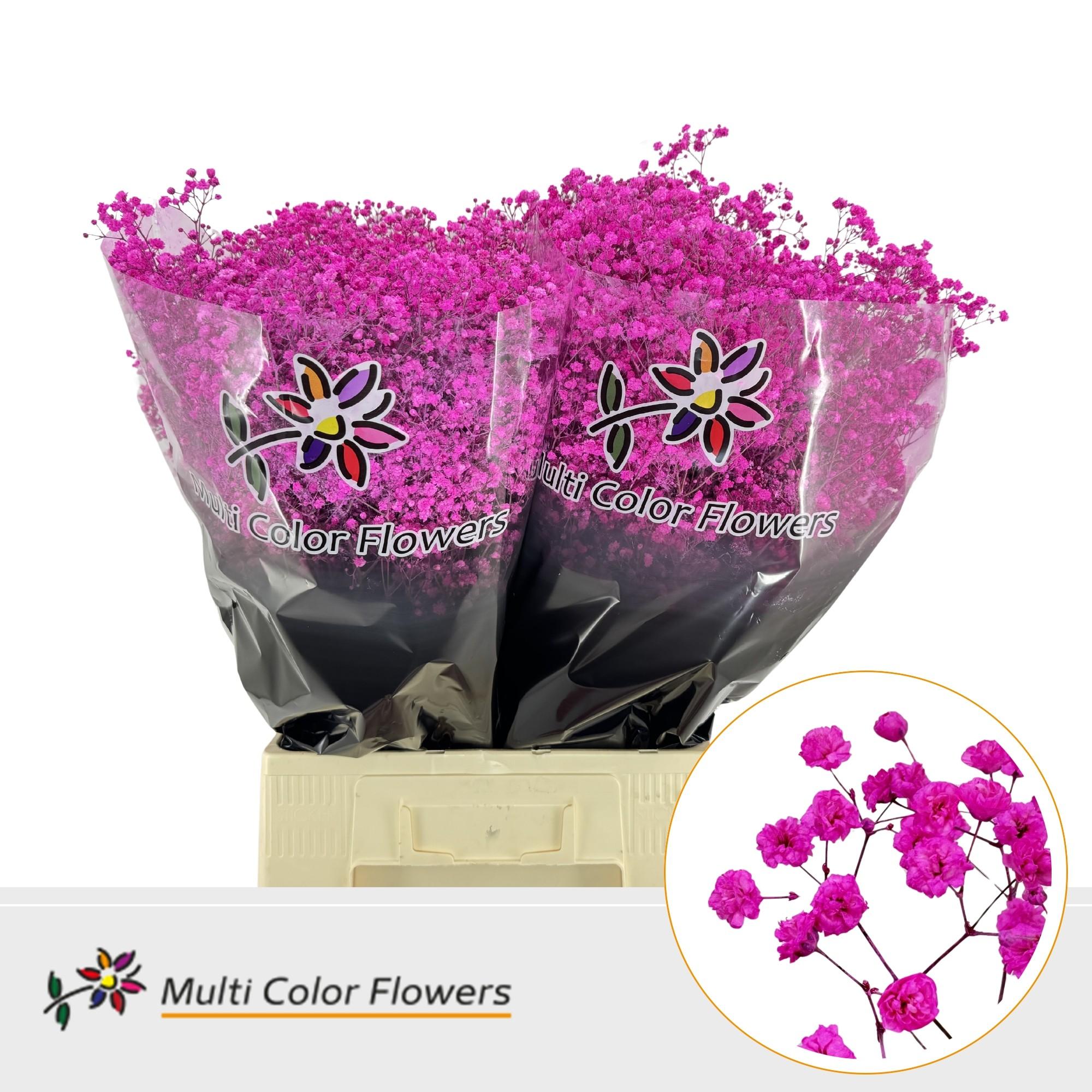 Срезанные цветы оптом Gyps large paint hot pink от 100шт из Голландии с доставкой по России