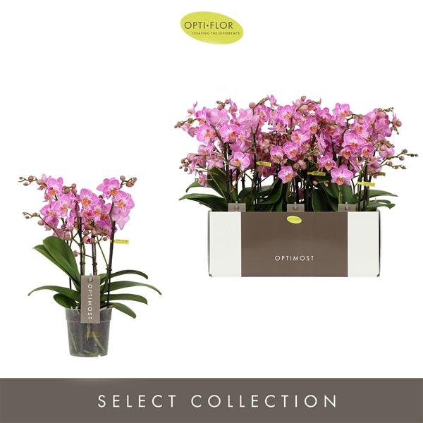 Горшечные цветы и растения оптом Phal 4st Optimost Honeybee 40+ (opti) от 6шт из Голландии с доставкой по России