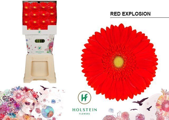 Срезанные цветы оптом Gerbera diamond red explosion от 45шт из Голландии с доставкой по России