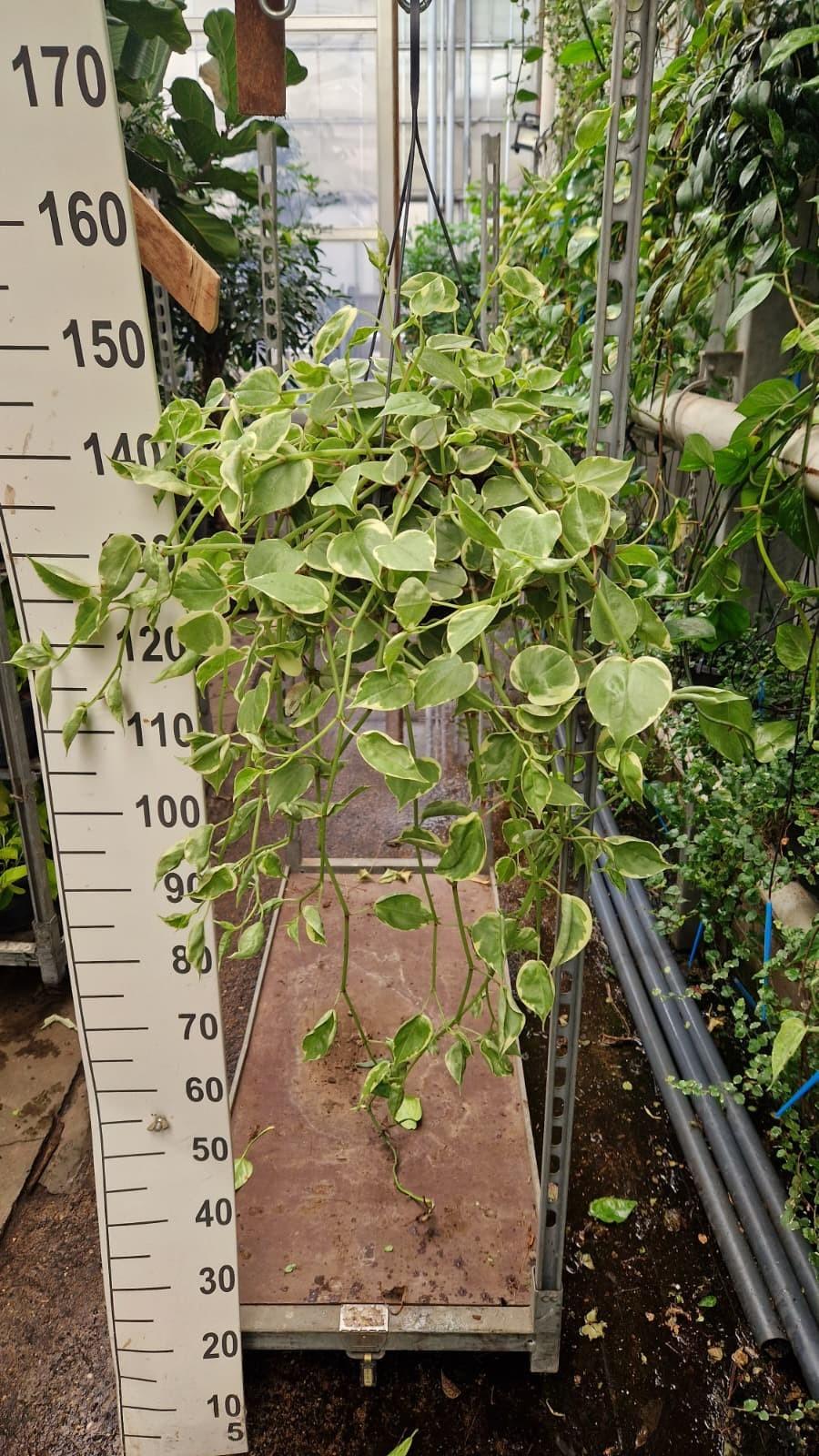 Горшечные цветы и растения оптом Peperomia Scandens Variergata от 1шт из Голландии с доставкой по России
