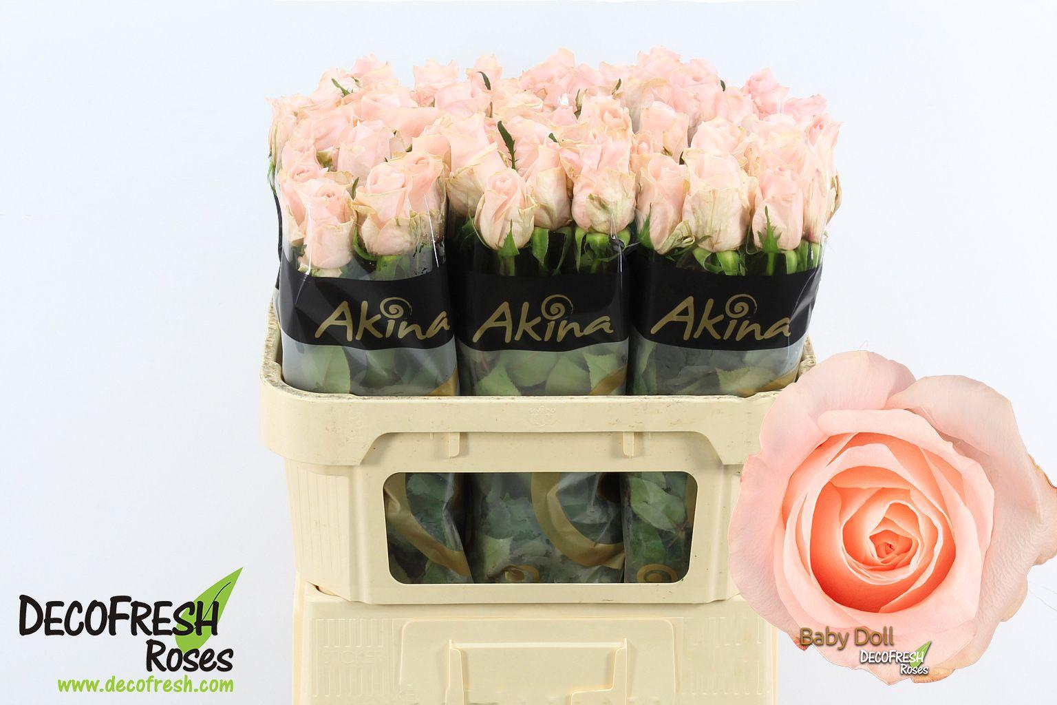 Срезанные цветы оптом Rosa large baby doll от 60шт из Голландии с доставкой по России