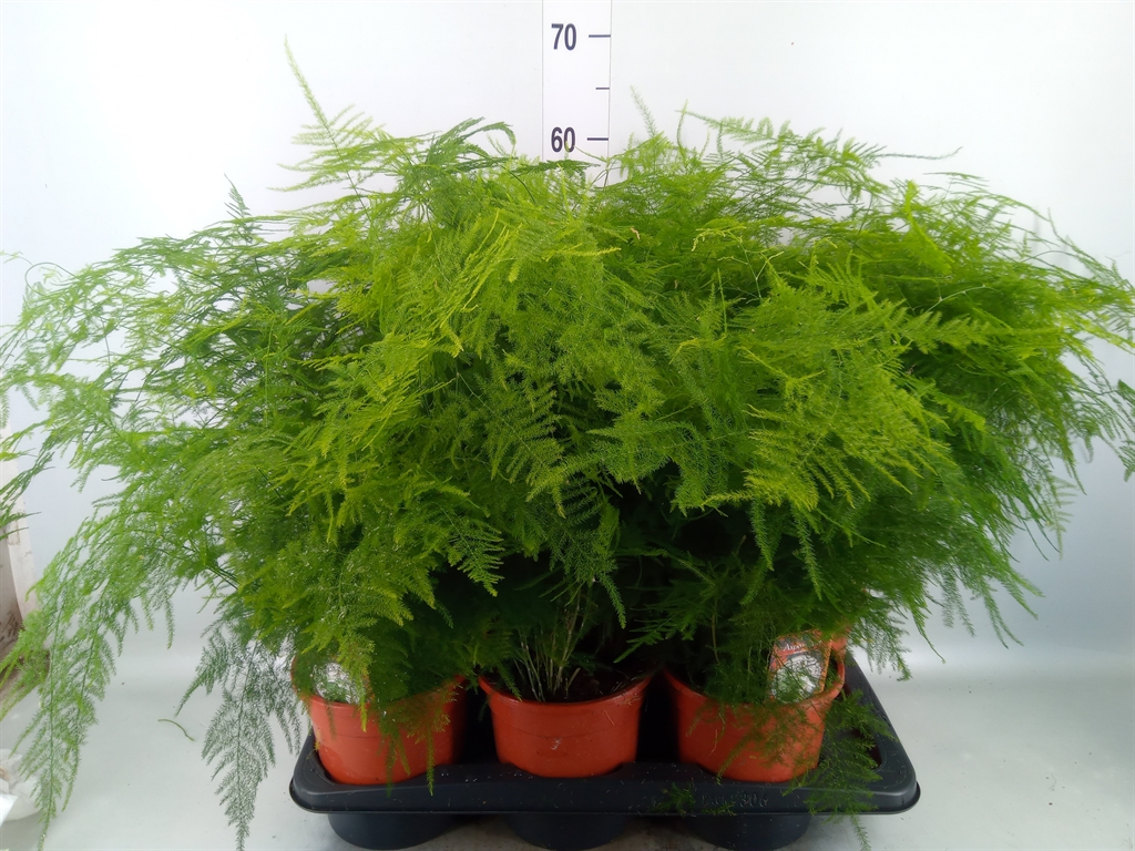 Горшечные цветы и растения оптом Asparagus Setaceus от 6шт из Голландии с доставкой по России