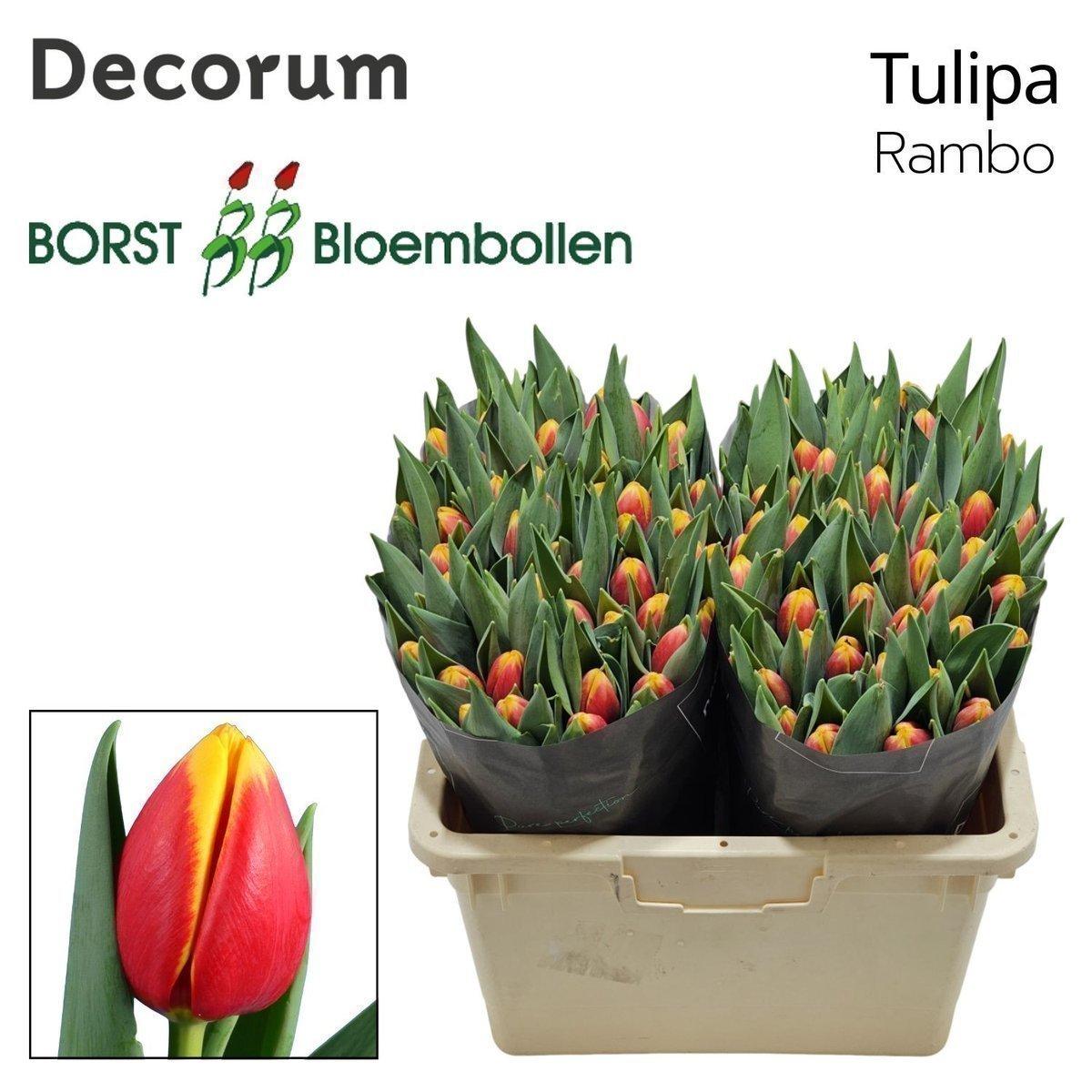 Срезанные цветы оптом Tulipa si rambo от 100шт из Голландии с доставкой по России