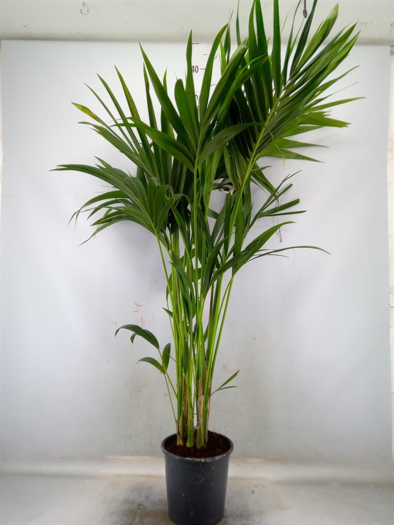 Горшечные цветы и растения оптом Howea Forsteriana 110cm (kentia) De от 1шт из Голландии с доставкой по России