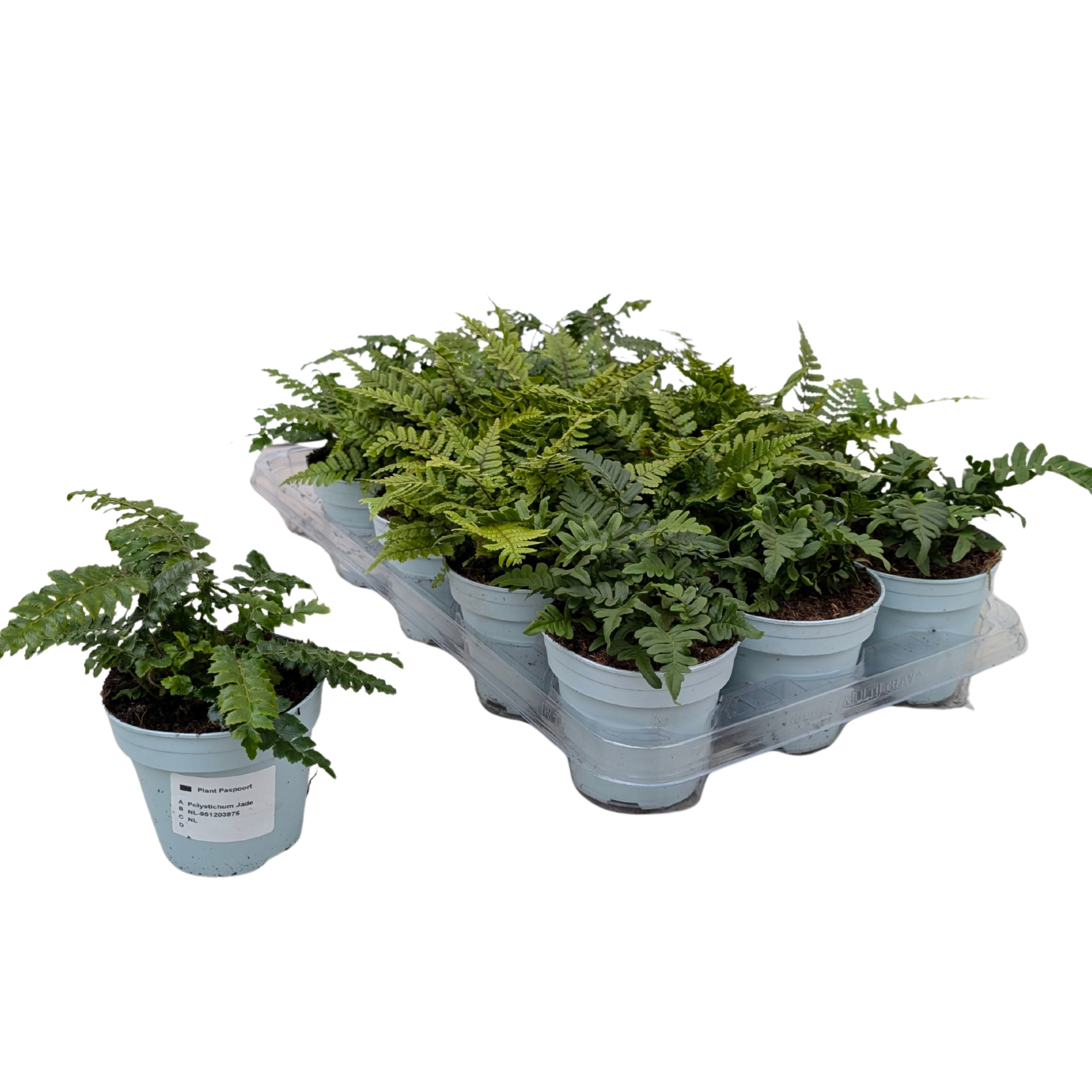 Горшечные цветы и растения оптом Varens Gem от 15шт из Голландии с доставкой по России