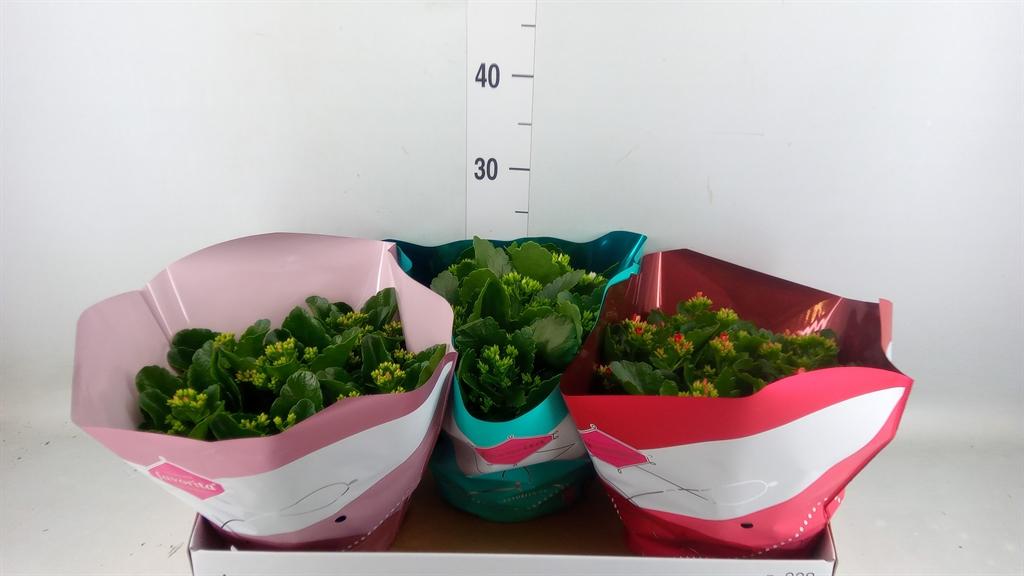 Горшечные цветы и растения оптом Kalanchoe Blos.   ..mix 4 от 3шт из Голландии с доставкой по России
