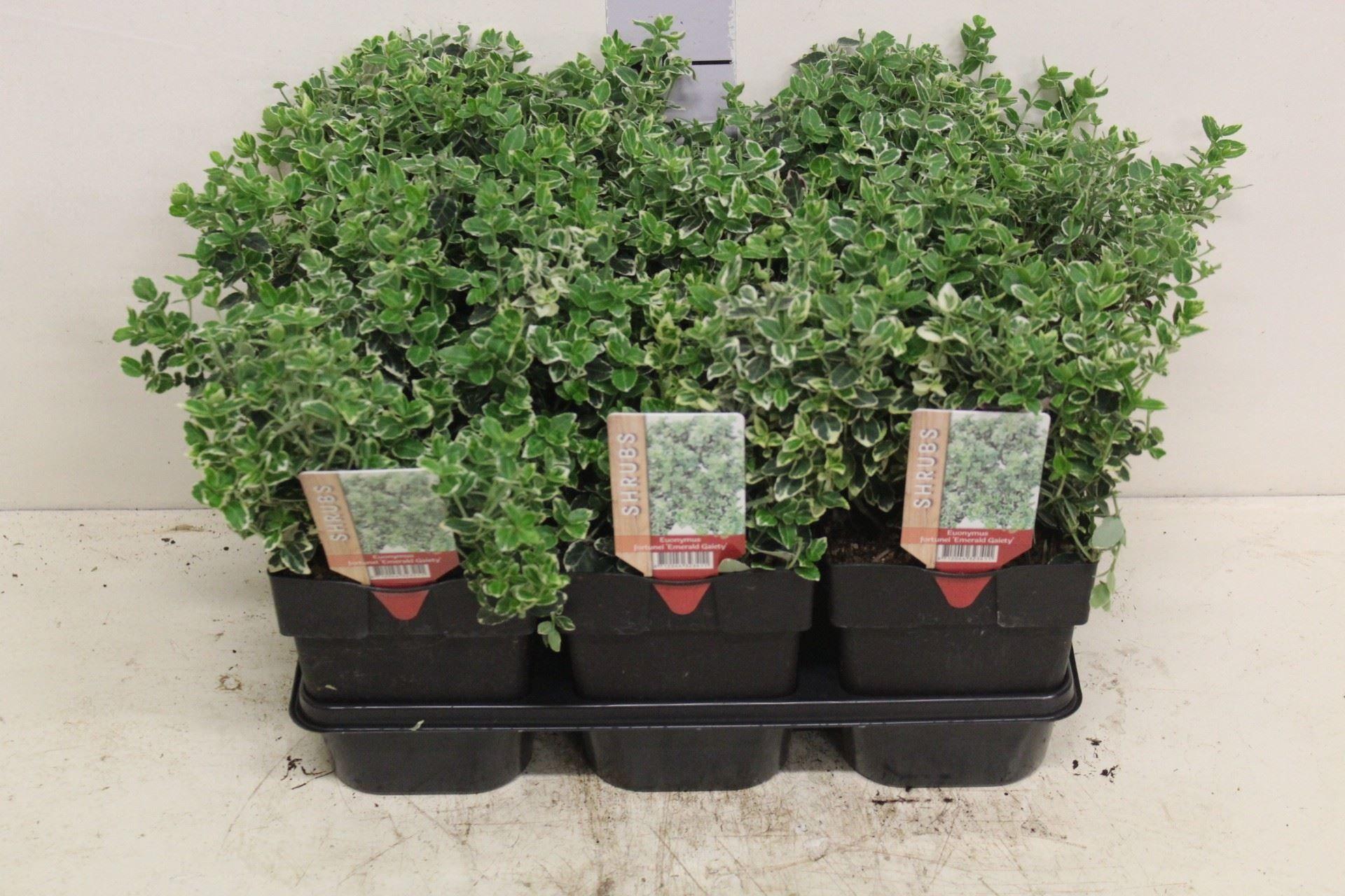 Горшечные цветы и растения оптом Euonymus Fortunei emerald Gaiety от 6шт из Голландии с доставкой по России