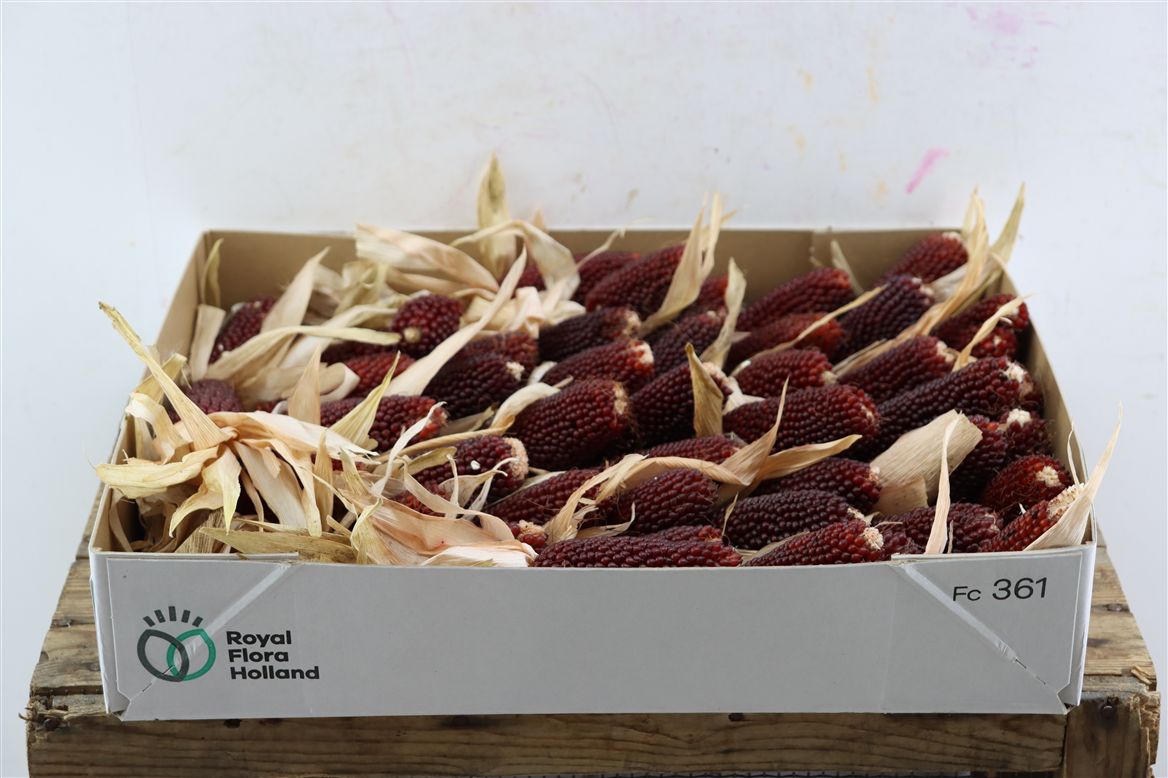 Срезанные цветы оптом Zea (mais) mays strawberry corn от 50шт из Голландии с доставкой по России