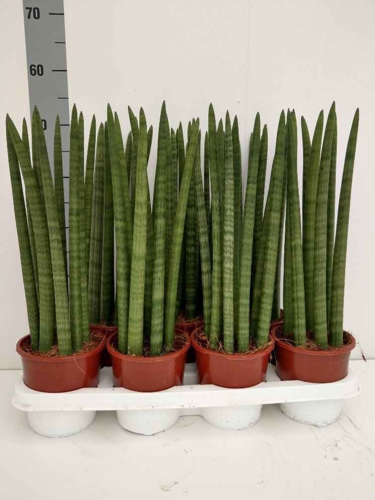 Горшечные цветы и растения оптом Sansevieria Cyl.  ... от 7шт из Голландии с доставкой по России