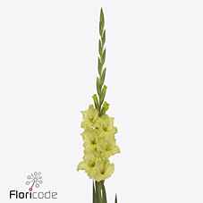 Срезанные цветы оптом Gladiolus la kio от 90шт из Голландии с доставкой по России