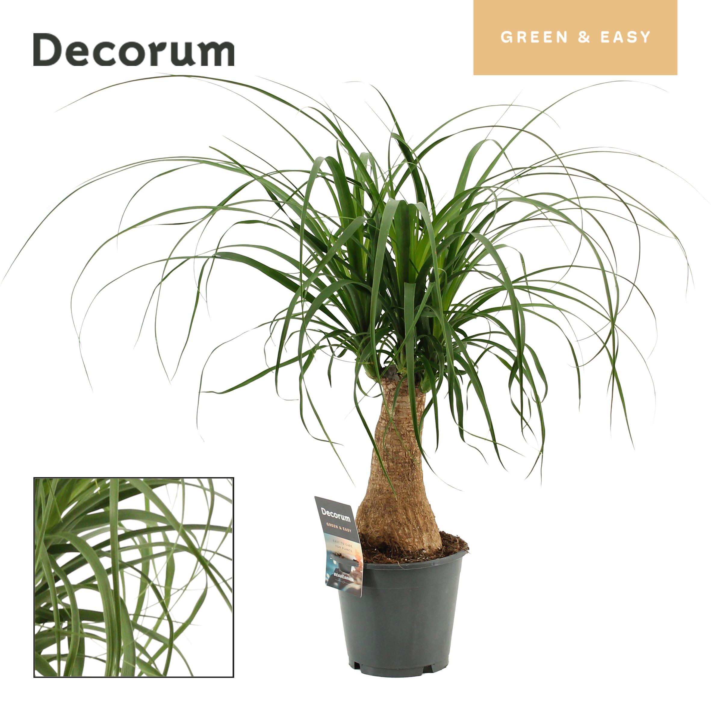 Горшечные цветы и растения оптом Beaucarnea On Stem (decorum) от 8шт из Голландии с доставкой по России