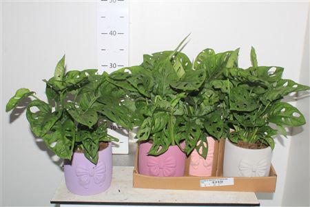 Горшечные цветы и растения оптом Monstera Adansoni In Keramiek от 5шт из Голландии с доставкой по России