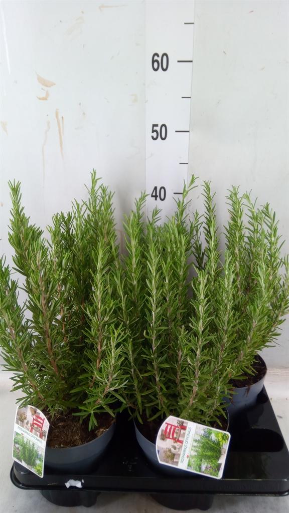 Горшечные цветы и растения оптом Rosmarinus Officinalis ... от 4шт из Голландии с доставкой по России Горшечные цветы и растения оптом Rosmarinus Officinalis ... от 4шт из Голландии с доставкой по России