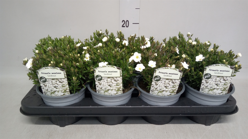 Горшечные цветы и растения оптом Arenaria Montana от 8шт из Голландии с доставкой по России