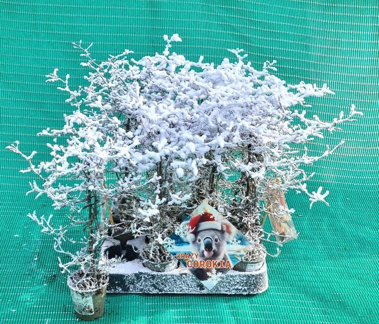 Горшечные цветы и растения оптом Corokia Cotoneaster Snow от 12шт (для телеги) из Голландии с доставкой по России