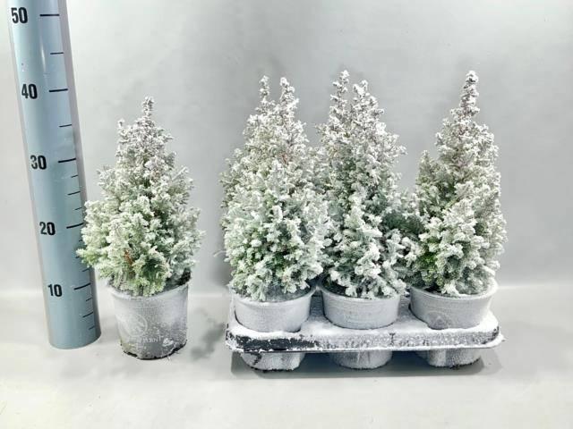 Горшечные цветы и растения оптом Cham Th Excell Point от 6шт из Голландии с доставкой по России